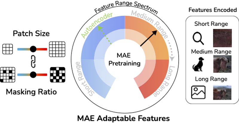 From Linearity to Non-Linearity: How Masked Autoencoders Capture Spatial Correlations